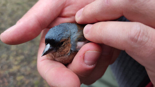 Close up of small bird with blue and brown feathers being gently held in human hands, showing care and tenderness.