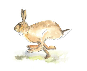 bunny, rabbit, hare dashing and jumping across field, springtime mood, easter vibe, watercolor style