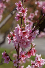 Prunus persica in Botanical garden of Warsaw, Poland. Beautiful blooming peach trees in spring. Pink flowers blossom in spring on green grass background, macro photography.