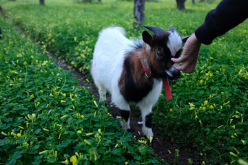 Cabra enana en el campo