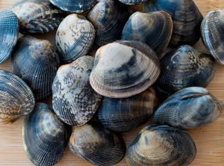 Moluscos de concha frescos sobre el hielo