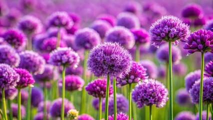 Obraz premium lavender flowers in the garden
