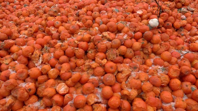 Rotten mandarin oranges on the landfill. Spoilt citrus products. Pile of garbage. Lots of yellow, spoiled oranges in the open air. Summer and seasonal spoiled fruits that should not be consumed
