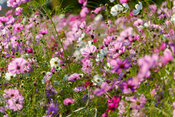風に揺れる色とりどりのコスモス畑