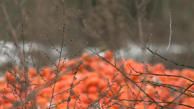 Rotten mandarin oranges on the landfill. Spoilt citrus products. Pile of garbage. Lots of yellow, spoiled oranges in the open air. Seasonal spoiled fruits that should not be consumed
