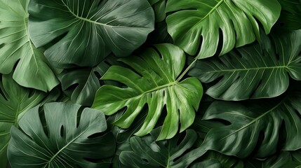 Fototapeta premium Close up of green leaves with a leafy green background. The leaves are large and have a lot of detail
