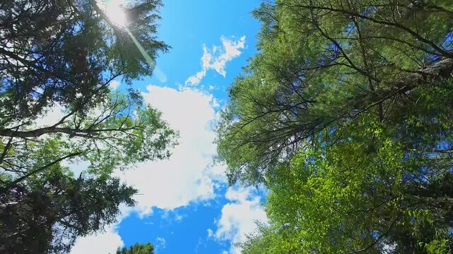 POV driving view. Point of view, looking up car view. Sunroof window driving view. Driving under canopy of the Pine and Fir trees forest. Green arch of trees greenery during driving at summer vacation