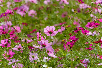 Fototapeta premium 秋に咲き誇るコスモスの花畑