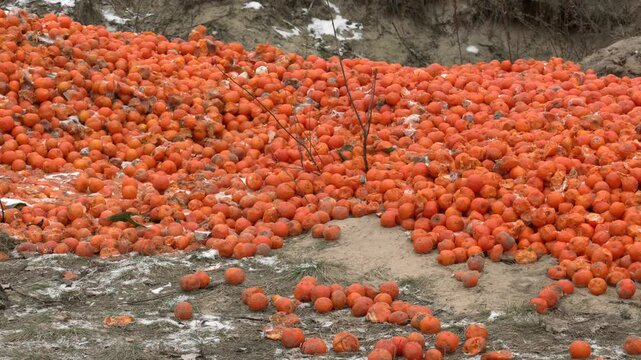 Rotten mandarin oranges on the landfill. Spoilt citrus products. Pile of garbage. Lots of yellow, spoiled oranges in the open air. Seasonal spoiled fruits that should not be consumed
