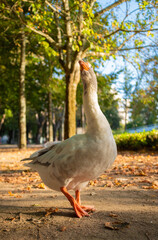 Ganso en el parque posando con la cabeza alta
