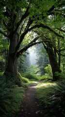 Obraz premium Lush forest path (1)