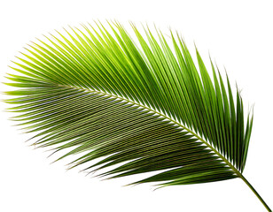 Obraz premium Lush green palm frond isolated on a clean white background. Perfect for summer, tropical, or naturethemed designs. Evokes feelings of relaxation, paradise, and escape.