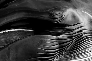 Detalle de la cabeza de una ballena varada en blanco y negro © Malia