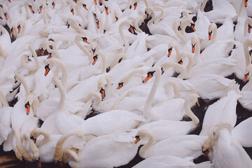 Muchos cisnes en el lago esperando para comer