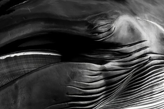 Detalle de la cabeza de una ballena varada en blanco y negro