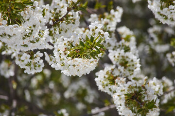 Beautiful white cherry blossom flowers blooming under bright sunshine in spring