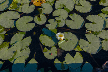 Nenúfares y flor de loto en el lago