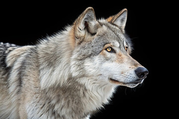 Fototapeta premium gray wolf canis lupus