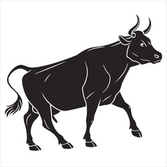 black and white cow