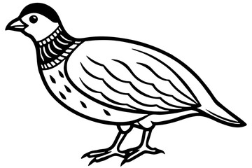Quail Silhouette Line Art