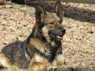 Fototapeta premium german shepherd dog
