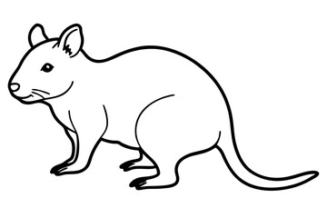 Quokka Minimal Line Drawing