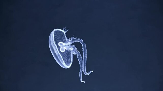 Ethereal jellyfish drifting gracefully through tranquil underwater scene, mesmerizing marine life in motion