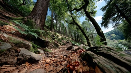 Fototapeta premium Exploring Serene Forest Trail with Mossy Rocks Nature Landscape Lush Environment Ground Perspective Tranquility Concept