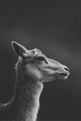 Obraz premium captivating gaze of animal in minimalistic composition