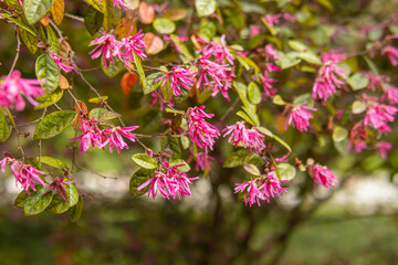 Loropetalum chinense. Pink flowers on a tree
