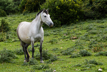 Obraz premium Caballo blanco en libertad en plena naturaleza