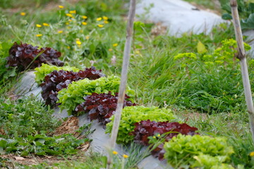 Lechugas creciendo en el huerto