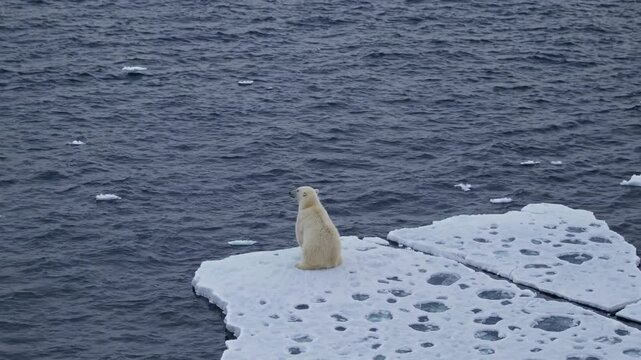 Angry and anxious polar bear on melting ice floe, climate change and wildlife distress concept