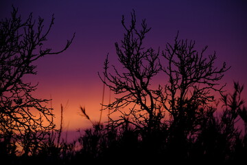 Silueta de un árbol al atardecer 