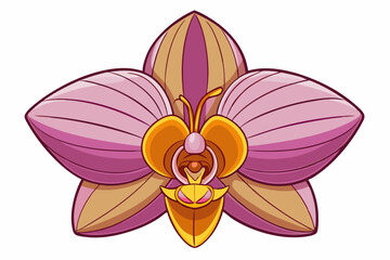 pink orchid isolated on white background