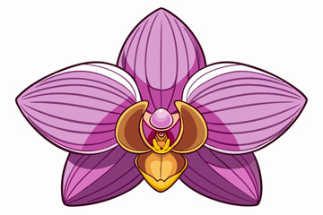 pink orchid isolated on white background