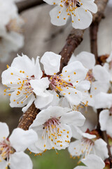 Spring Blossom. Cherry and Cherry Blossom Branches in Full Bloom