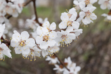 Blooming Cherry. Detailed Image of a Flowering Branch