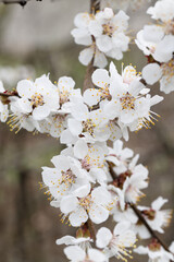 Spring Blossom. Cherry and Cherry Blossom Branches in Full Bloom