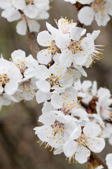 Spring Charm. Macro Shot of Cherry Blossoms