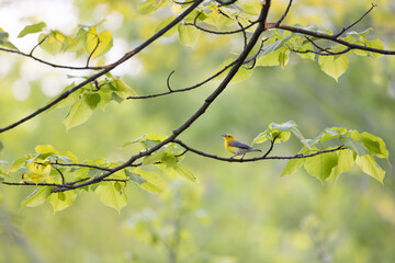 Prothonotary warbler Protonotaria citrea perched in a tree singing in early spring