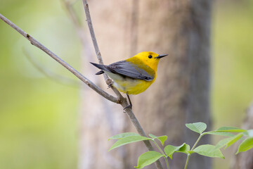 Prothonotary warbler Protonotaria citrea perched on a branch in early spring
