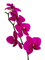Obraz premium Orchid flower without background.