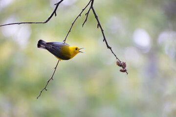 Prothonotary warbler Protonotaria citrea singing as it clings to a branch in early spring