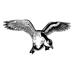 canadian goose duck hunting illustration logo vector image t shirt © Antler Tackle