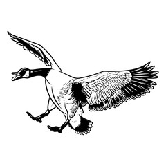 canadian goose duck hunting illustration logo vector image t shirt © Antler Tackle