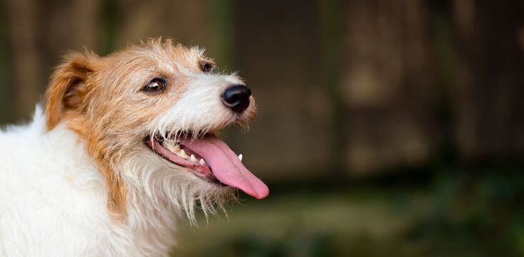 Face of a cute thirsty panting dog. Pet in summer concept, web banner or background. Dog tongue.