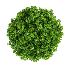 Fototapeta premium Parsley, a realistic stock photo on a transparent background