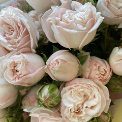 soft pink bush peony roses with green leaves in summer