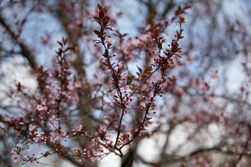 Delicate pink cherry blossoms adorn the branches of a tree, showcasing the beauty of spring. The bright sky enhances the vibrant colors of the blossoms, creating a serene atmosphere